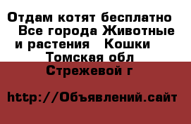 Отдам котят бесплатно  - Все города Животные и растения » Кошки   . Томская обл.,Стрежевой г.